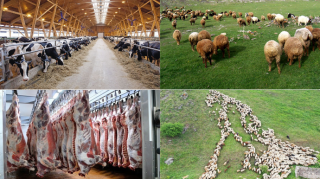 “Onların özlərinə lazım olanda kəndlidən 5-10 baş “quzu payı” alır” – Ekspert məmurları TƏNQİD ETDİ 