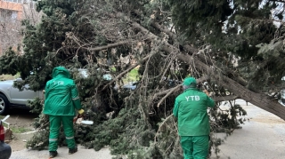 Külək Bakıda 19 ağacı sındırdı   - FOTO