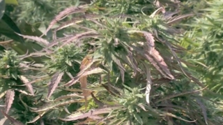 Narkotik yetişdirən Şəmkir sakini saxlanılıb  - FOTO