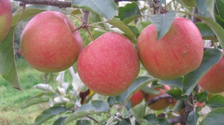 Əlverişsiz hava şəraiti ALMA bağlarına ZİYAN VURDU: Qiymət endi - VİDEO