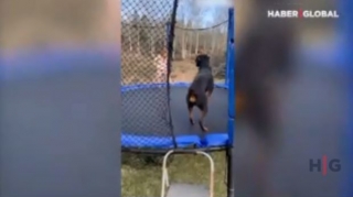 Qızın itlə batut əyləncəsi görənləri güldürdü  - VİDEO