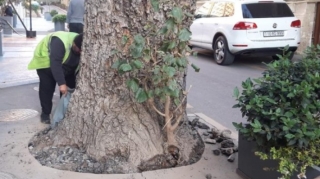 Bakıda ağacın dibi asfaltdan təmizləndi