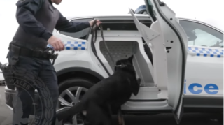 İtlər üçün kondisionerli avtomobil  - VİDEO