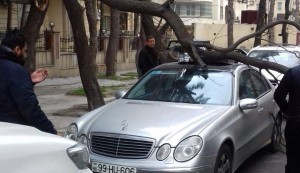 Ağac avtomobilin üzərinə aşdı - FOTO