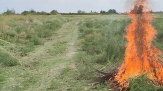 Göyçayda 180 kiloqram narkotik tərkibli bitkilər məhv edilib  - FOTO