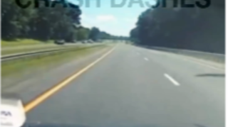 Avropalı sığortaçıların ağackəsmə tələbi  - VİDEO