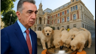 Bakı şəhər İcra Hakimiyyəti 425 min 685 manatlıq it yemi alır 