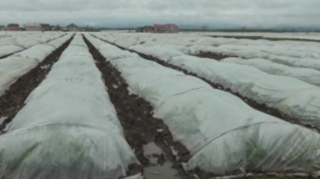 Cəlilabadda əkin sahələri su altında qalıb  - VİDEO