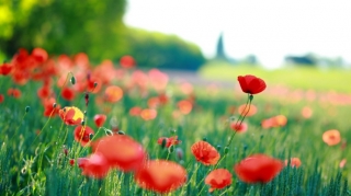 Sabah havanın temperaturu 36 dərəcəyə  çatacaq