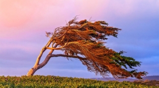 В ближайшие два дня в Баку и регионах Азербайджана ожидается сильный ветер 