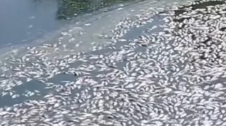 Cəlilabadda balıqların kütləvi ölümü ilə bağlı araşdırma aparılır - FOTO