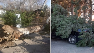 Yevlaxda GÜCLÜ KÜLƏK: Ağaclar və elektrik dirəkləri aşıb - FOTO