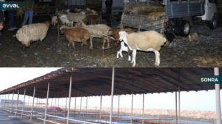 Biləsuvar heyvan bazarı yenidən fəaliyyətə başladı 