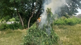 Ağdaşda həyətində narkotik tərkibli bitkilər yetişdirən şəxs saxlanılıb  - FOTO