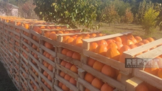 Azərbaycandan Rusiya bazarlarına xurma daşıyan maşınlar sərhəddə gecikir - FOTO