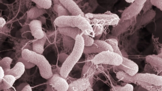 Dünyada vəba xəstəliyinin yayılma riski çox yüksəkdir - ÜST 