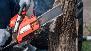 Xaçmazda qanunsuz ağac kəsintisi faktı aşkar edilib 