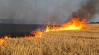 Oğuzda taxıl sahəsi və meşə yanır