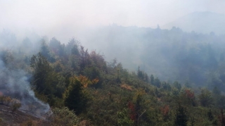 Yardımlıda meşədə yanğın 