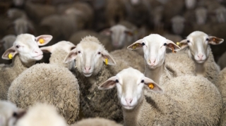 Qurbanlıq heyvanların satışı və kəsimi yerləri - SİYAHI 