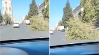 Yasamalda böyük ağac avtomobil yoluna aşıb - VİDEO 
