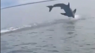 Qarmağına köpəkbalığı keçən balıqçı son anda qurtuldu - VİDEO 