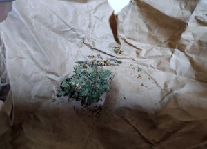 Avtomobildən narkotik vasitələr götürülüb - FOTO