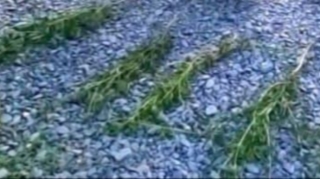 Narkotik tərkibli bitkilər becərən Zaqatala sakini saxlanılıb - FOTO