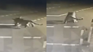 Rusiyada pələng sərhədi qoruyan iti parçalayıb - VİDEO 