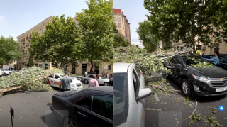 Şəhərin mərkəzində ağac iki “Chevrolet”in üstünə aşdı - VİDEO 