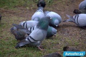 Bakıda qumrular kütləvi şəkildə ölür: Virus, yoxsa zəhərlənmə? - FOTO