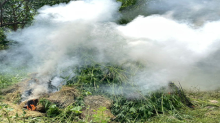 Gədəbəydə 3 tona yaxın çətənə kolu məhv edildi 