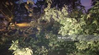 Güclü külək nəticəsində qırılmış ağaclar köhnə Ələt-Astara magistralını bağlayıb  - FOTO