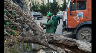 В Баку сильный ветер повалил 15 деревьев