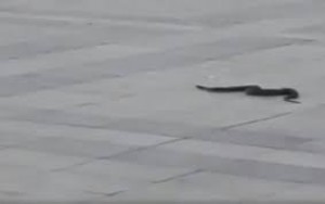 Fəvvarələr meydanında ilan peyda oldu – VİDEO