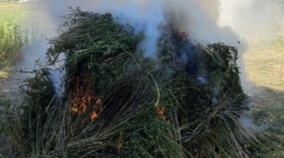 DİN:  26 minə yaxın çətənə kolu məhv edilib