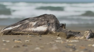 Xəzər sahilində quşlar kütləvi şəkildə niyə ölür?  - VİDEO 