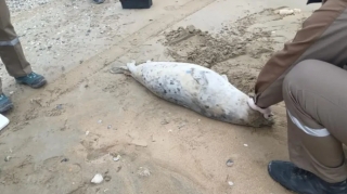 Xəzərin sahilində 80-dən çox suiti cəsədi tapıldı 