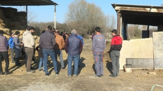 Saatlıda kəndə hücum edən canavarlar 14 baş qoyunu parçalayıb  - FOTO
