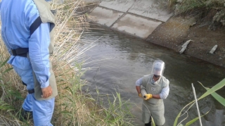 Salyanda kanalda meyiti tapılan qadın qətlə yetirilibmiş 