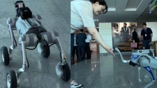 Robot itlər ictimai məkanlarda patrul xidməti aparır - FOTO 