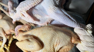 “Kənd toyuğu”nu sintetik maddə ilə rəngləyibmişlər - FOTOLAR 