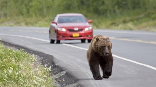 Avtoqəzada xəsarət alan ayı axtarılır  - FOTO + VİDEO
