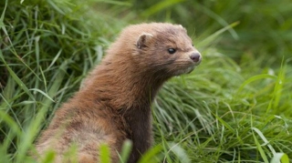 İnsanın su samurundan koronavirusa yoluxması faktı təsdiqləndi