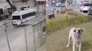 Sahibsiz itlərdən canını qurtarmağa çalışan yeniyetməyə mikroavtobusa çırpıldı - VİDEO 