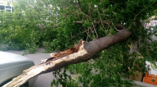 Güclü külək Bərdədə ağacları aşırıb - FOTO 