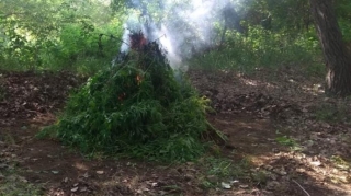 Zərdabda 1 tondan artıq yabanı halda bitmiş çətənə bitkisi yandırıldı  - FOTO