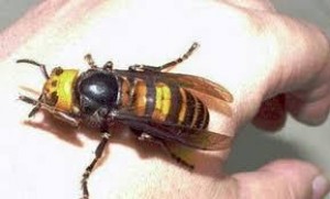 Eşşəkarıları təyyarədə sərnişinlərə hücum etdi