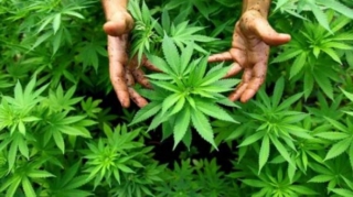 Ötən gün 32 kiloqramdan artıq narkotik aşkar edilərək götürüldü 