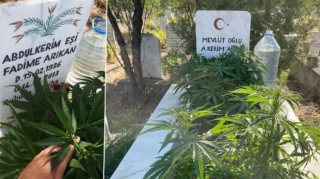 Gənc oğlan nənə və babasının məzarında çətənə əkib - FOTO